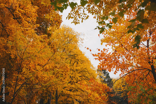 Фотография Colors of autumn blanket the trees in a serene park as golden leaves rustle soft