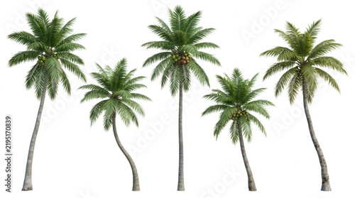 Five lush green coconut palm trees with coconuts isolated on a transparent background