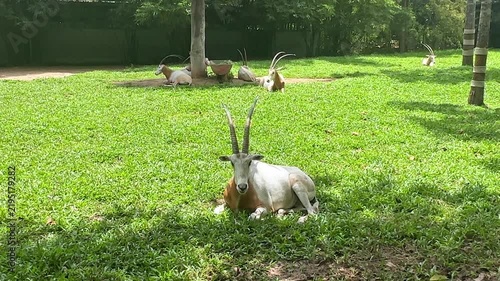 White antelope resting on green grass in a wildlife park with several other antelopes grazing in the background under a sunny sky