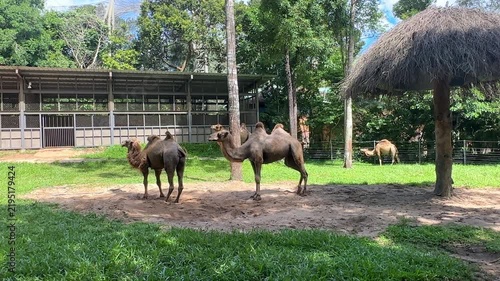 Two camels standing in a grassy enclosure with a thatched roof structure and trees in the background at a wildlife park
