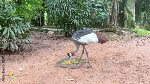 Grey crowned crane foraging for food in a feeding tray surrounded by lush tropical vegetation in a natural habitat setting