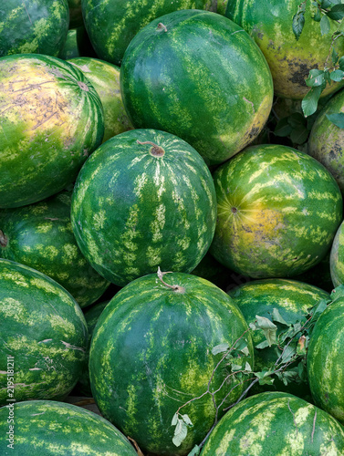 Green ripe watermelons lie across the ground at a market in large quantity, forming a fresh collection of plentiful seasonal fruit