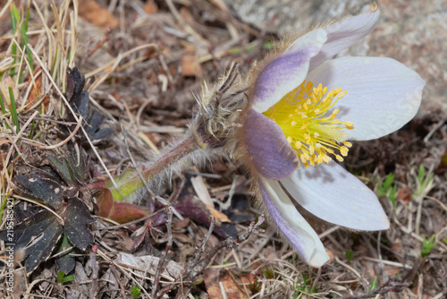 Konstfotografi Pulsatilla vernalis alpine flower close-up