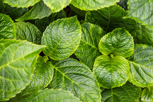 Green textured background of large, veined leaves.
