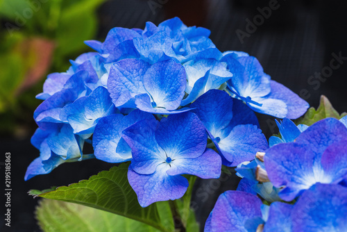 Beautiful blue hydrangea flowers in close-up. Hydrangea macrophylla 'Blue Lagoon'.
