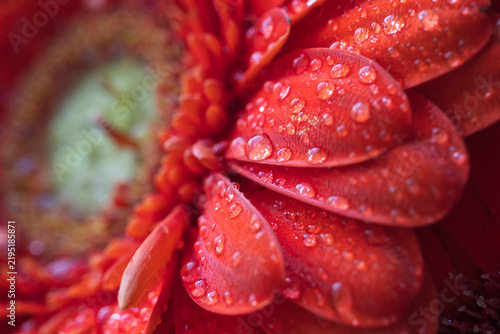 Red petals with droplets, macro shot. Beautiful textured background with a blurred effect.