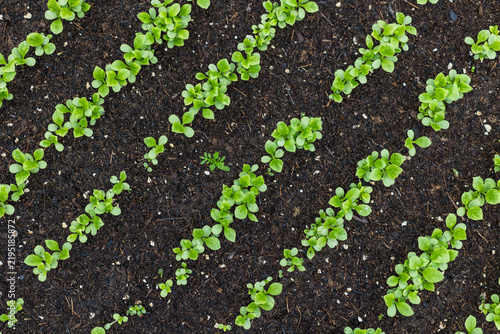 Green rows of sprouting plants against dark, fertile soil. Top view.