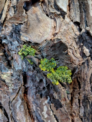 Vertical macro shot of green lichen growing on rough tree bark.