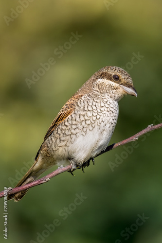 Foto Portrait of juvenile red-backed shrike Lanius collurio on diagonal branch