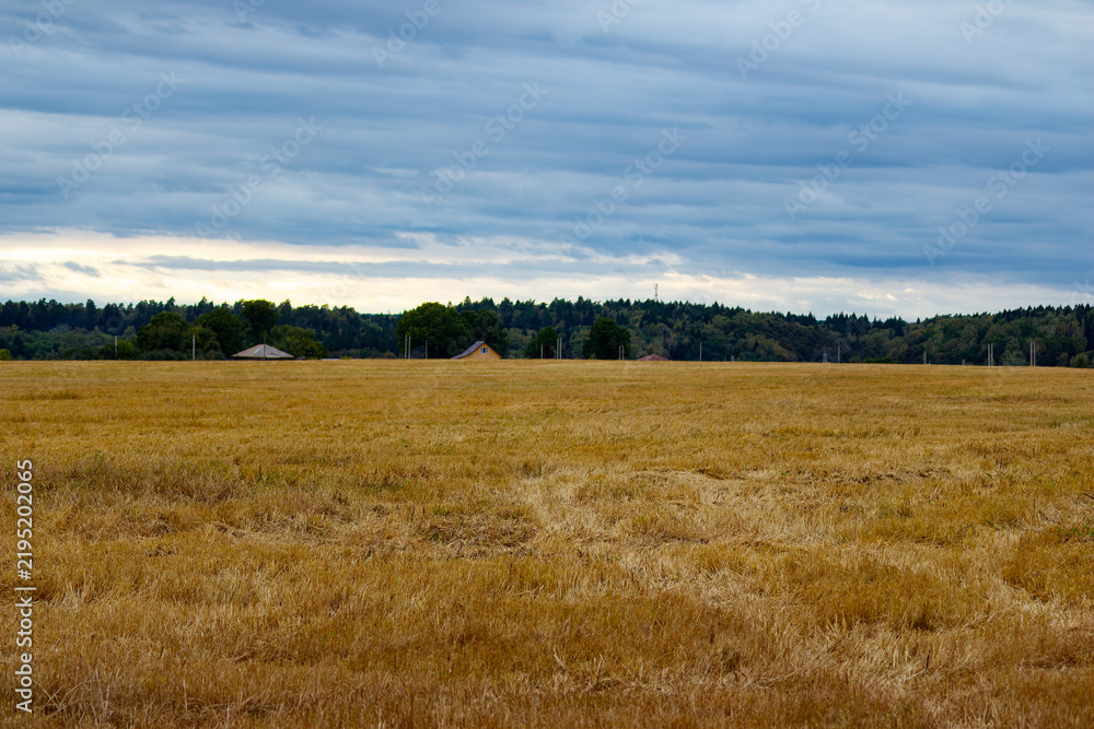Fototapeta premium Vast golden mown field stretches towards the horizon under a dramatic moody sky with soft light illuminating the rural landscape and distant small houses nestled by the forest