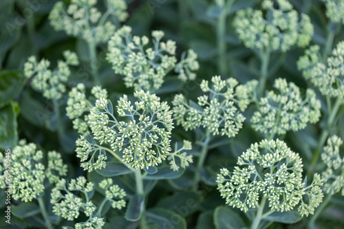 Fotografía Close-up shot of green flower buds and succulent leaves of showy stonecrop plant blooming in a summer garden setting