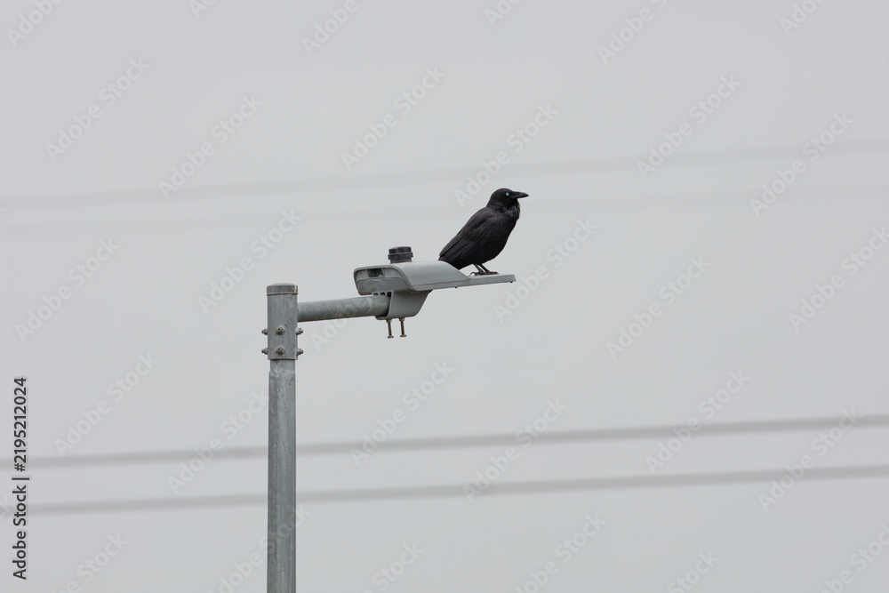 Obraz premium raven, australian raven, crow, black bird, bird, animal, wildlife, fauna, body, feathers, wings, head, beak, feet, legs, tail, new south wales, australia, scenery, scenic, nature, outdoors, outside, e