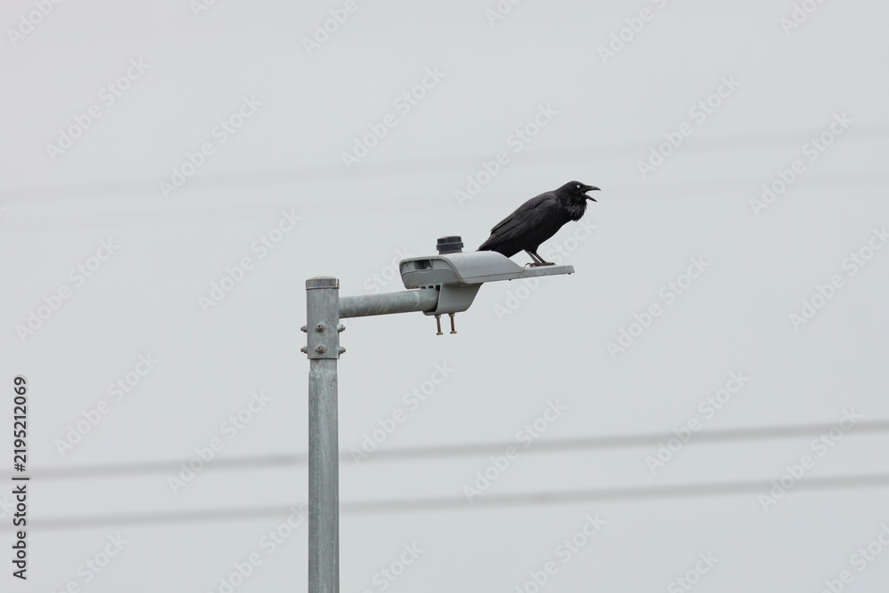 Obraz premium raven, australian raven, crow, black bird, bird, animal, wildlife, fauna, body, feathers, wings, head, beak, feet, legs, tail, new south wales, australia, scenery, scenic, nature, outdoors, outside, e
