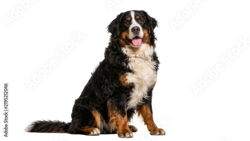 Fotografie Bernese Mountain Dog sitting attentively, isolated on transparent background