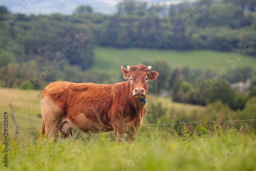Fotografie Limousine cow  in a field near Najac - France