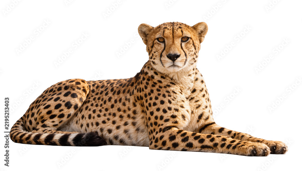 Foto Spotted cheetah lying down, isolated on transparent background