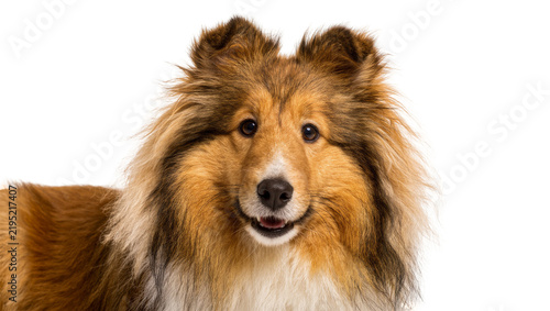 Bild auf Leinwand Shetland Sheepdog with fluffy mane and alert ears, isolated on transparent backg