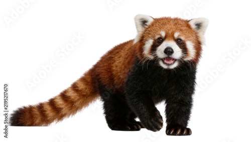 Canvastavla Fluffy red panda with bushy striped tail, isolated on transparent background