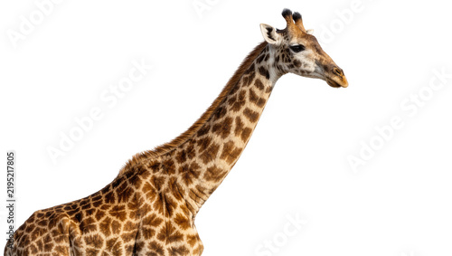 Photography Giraffe head and neck with brown patterned fur, isolated on transparent backgrou