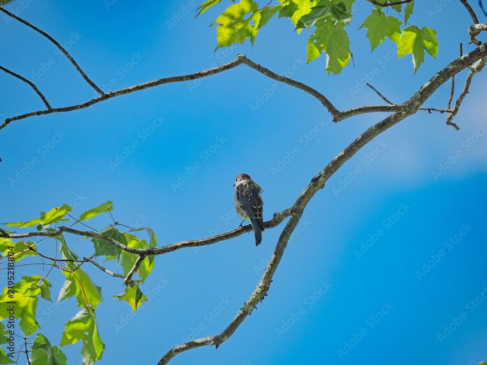 Foto late summer bluebird in a tree