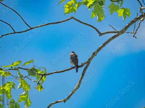 Foto late summer bluebird in a tree
