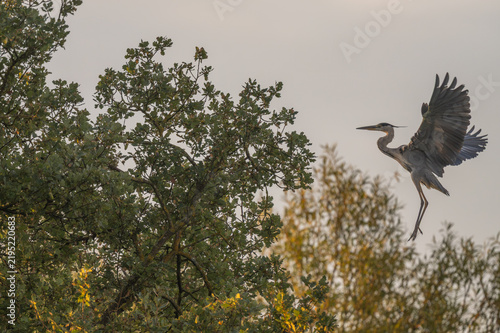 Quadro su tela Grey Heron (Ardea cinerea) flying and landing on a branch during sunrise