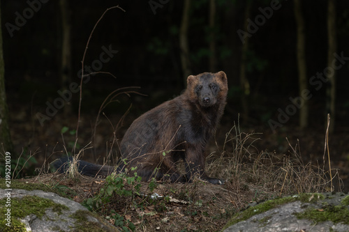 Fotografie Wolverine (Gulo gulo) observes surroundings in a forest during autumn