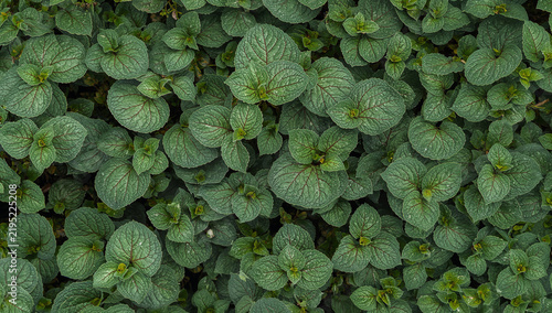 Obraz na płótnie 赤い葉脈をもつ緑の葉が重なる植物の背景