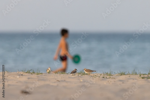 Obraz na plátne Little Ringed Plovers (Charadrius dubius) on Beach Ground with Blurred Tourist C