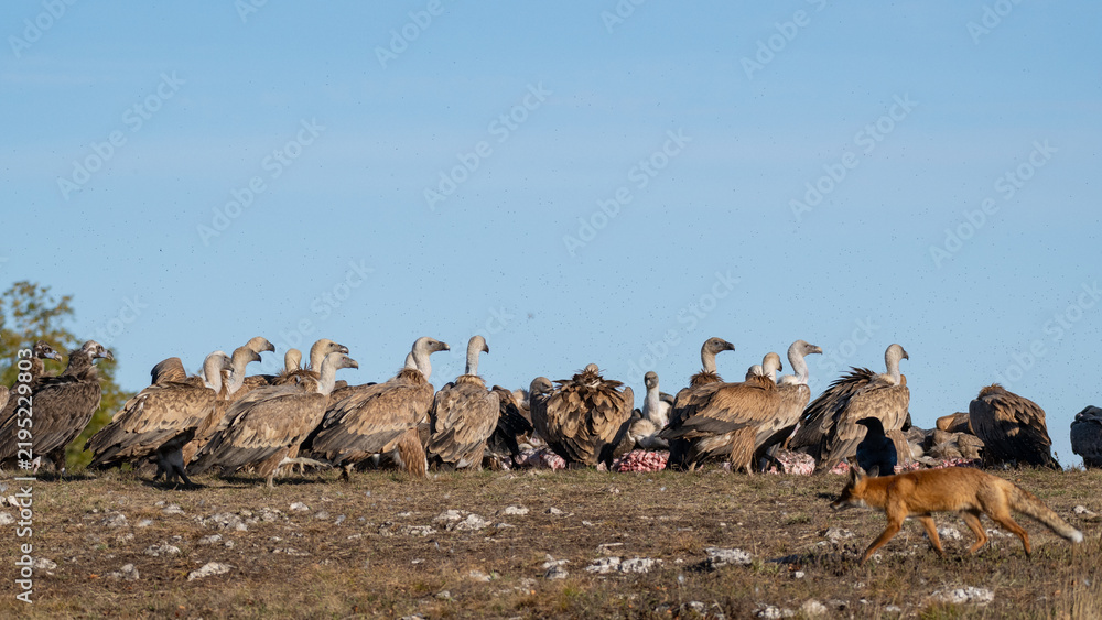 Obraz premium Red fox and flock of griffon vultures feeding on a carcass