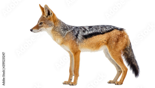 Fotografía Black backed jackal standing alert, isolated on transparent background