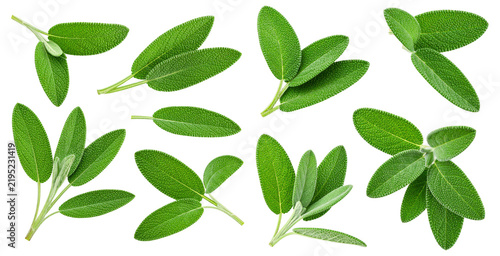 Herbal. Leaves. Green, Fresh, Organic, Culinary. isolated transparent background
