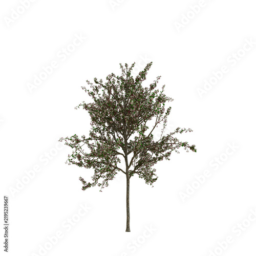 Fotografie Showy Crab Apple