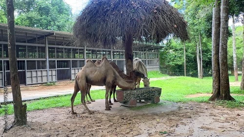 Two camels drinking water under a thatched roof structure in a green outdoor enclosure surrounded by trees and a fenced area