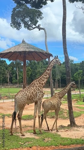 Two giraffes standing together under a thatched roof structure in a lush green park with trees and blue sky in the background