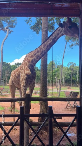 Giraffe at Safari park on Phu Quoc island. Giraffe standing near a wooden fence in a natural habitat with trees and another giraffe visible in the background under blue sky. Wildlife concept