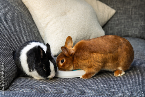Dutch rabbit and Satin rabbit foraging with puzzle toy on sofa