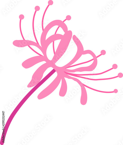 Pink Spider Lily Illustration - Japanese Higanbana Flower Vector Art