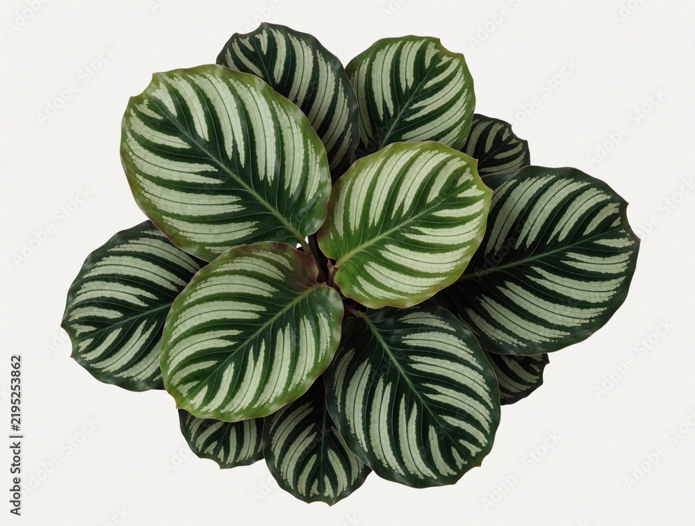 Obraz premium Top view of mini Calathea plant in white background. Green patterned leaves with white stripes grow in circle. Small indoor houseplant for home office decor interior design project. Tropical foliage