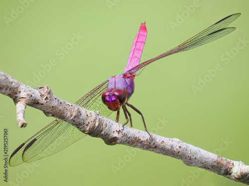 An Extreme Focus Stacked Close-up Image of a Roseate Skimmer Dragonfly Facing You on a Perch
