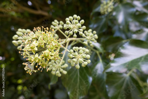 blühender Efeu  (Hedera helix), Weilerswist, Nordrhein-Westfalen, Deutschland