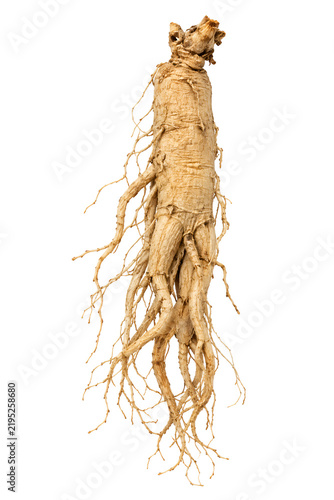 Whole dry Asian ginseng root with fine rootlets isolated on white background