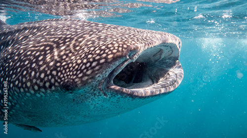 Whale Shark Feeding with Open Mouth Underwater Close-Up