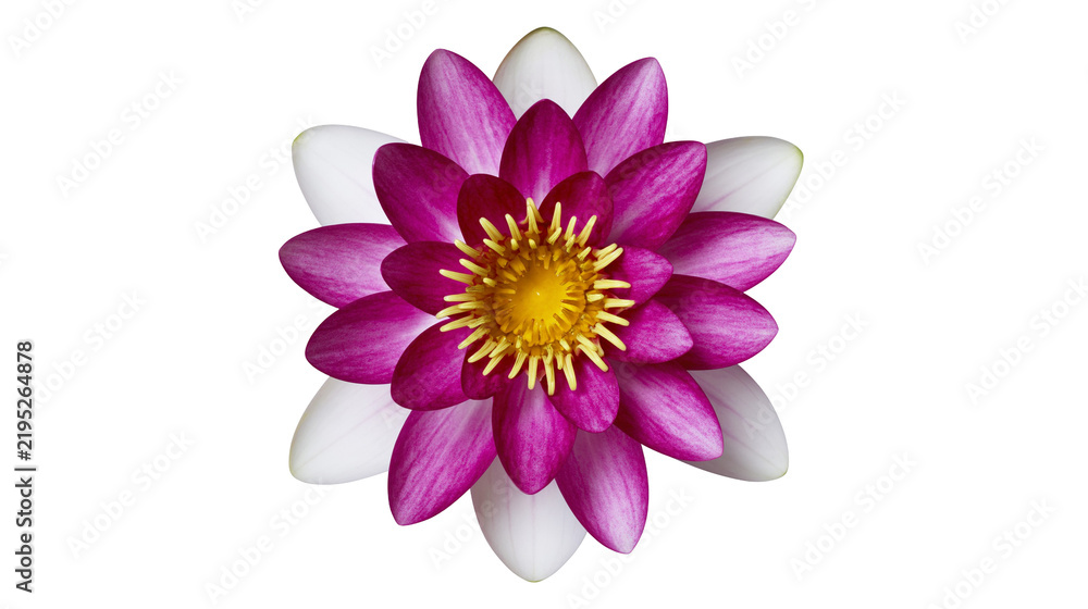Obraz premium Isolated elegant water lily flower, vivid magenta and white petals, graceful bloom, natural beauty.