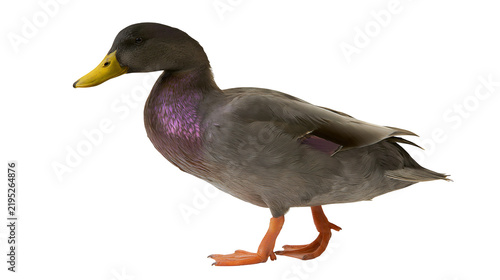 Fotografía Isolated beautiful brown duck with iridescent purple chest feathers and bright y