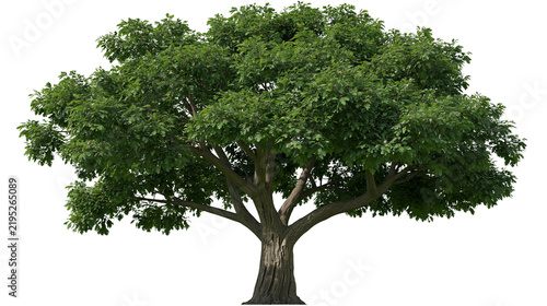 фотографія Isolated large oak tree with lush green foliage and sturdy trunk in bright summe