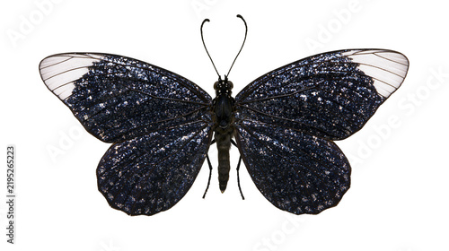 Isolated black butterfly with dazzling glittery wings and translucent white wingtips
