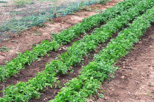 A narrow dirt path running between dense rows of green cucumber plants inside a large greenhouse.