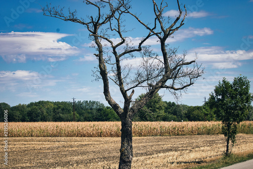 Dry dead tree with bare branches standing by a rural cornfield under a blue sky with white clouds.