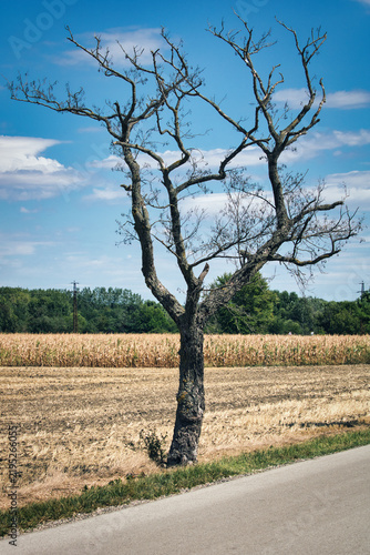 A solitary dead dry tree standing next to a asphalt road and agricultural fields under blue sky.